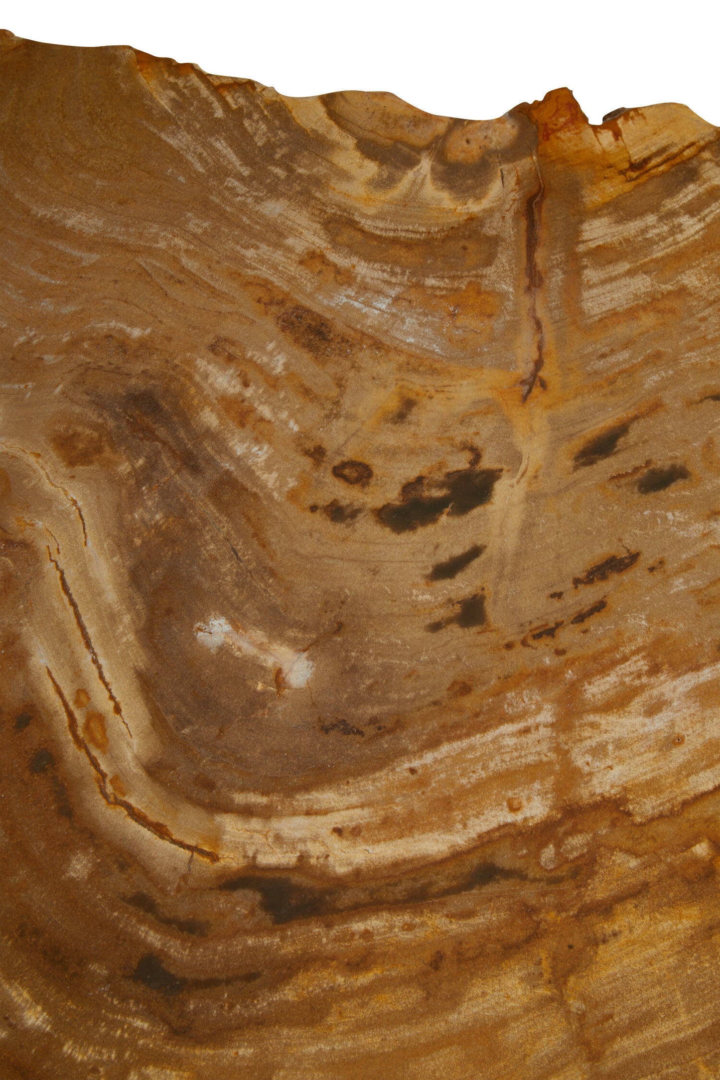 Paulo Small Petrified Wood Side Table